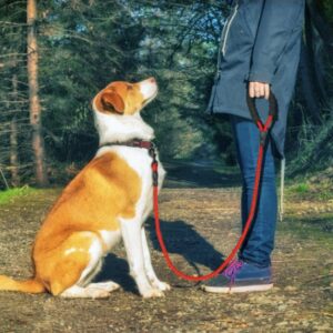 MAX Reflective Dog Leash Nylon Rope