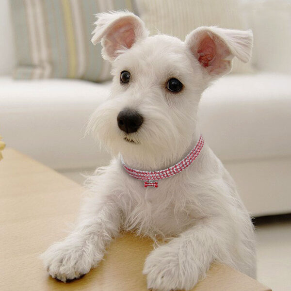 Max Dog bling rhinestone collar crystal Puppy Chihuahua - Image 5