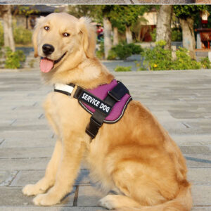 Max Dog Pet Labrador harness leash