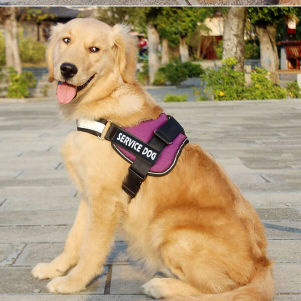Max Dog Pet Labrador harness leash